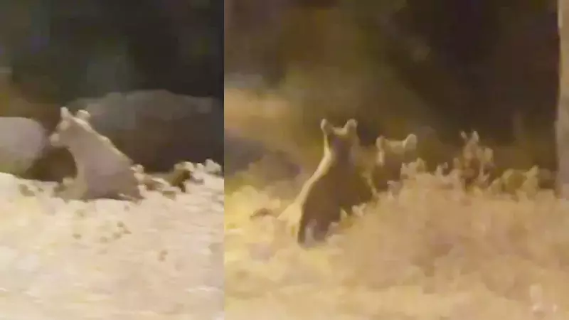 Çukurca'da yiyecek arayan bozayı ile 2 yavrusu kamerada