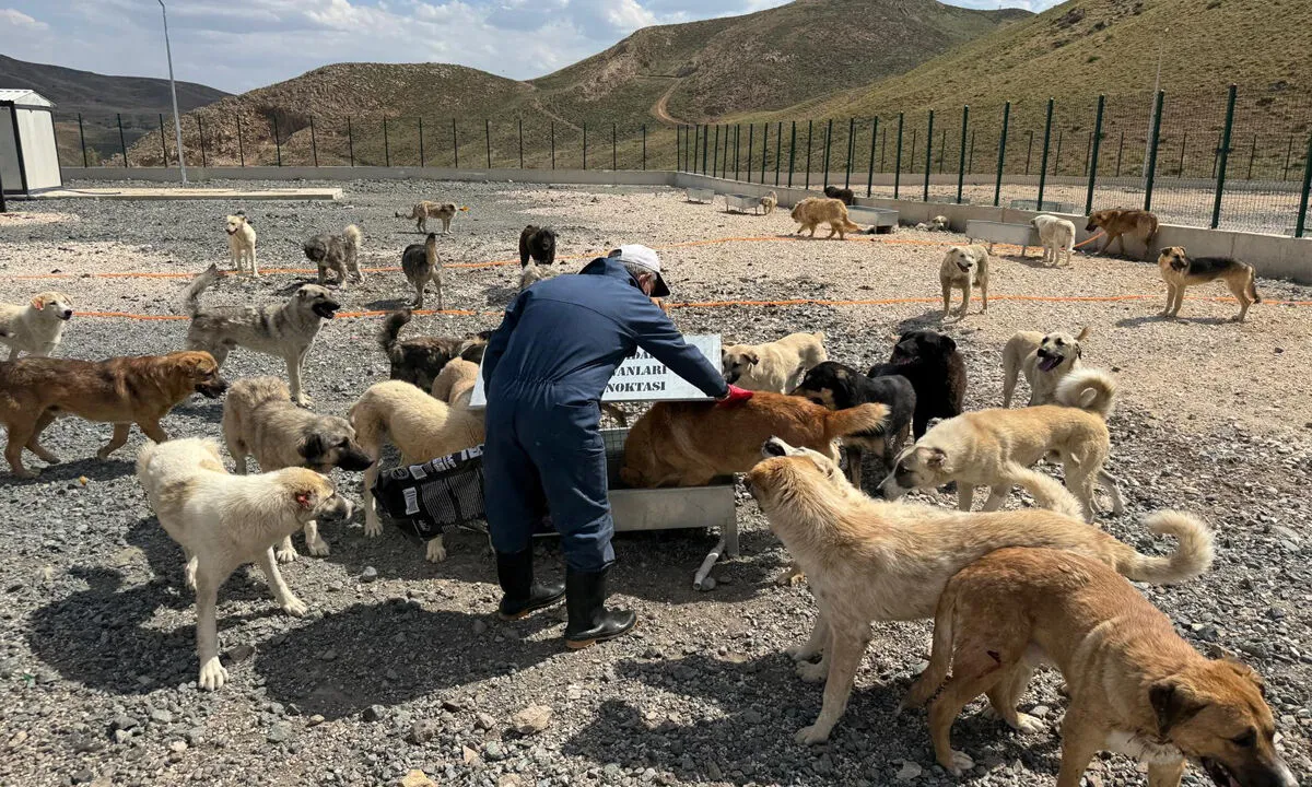 Hakkari ve İlçelerinde Doğal Yaşam Alanlarında 1686 köpek Barındırılıyor