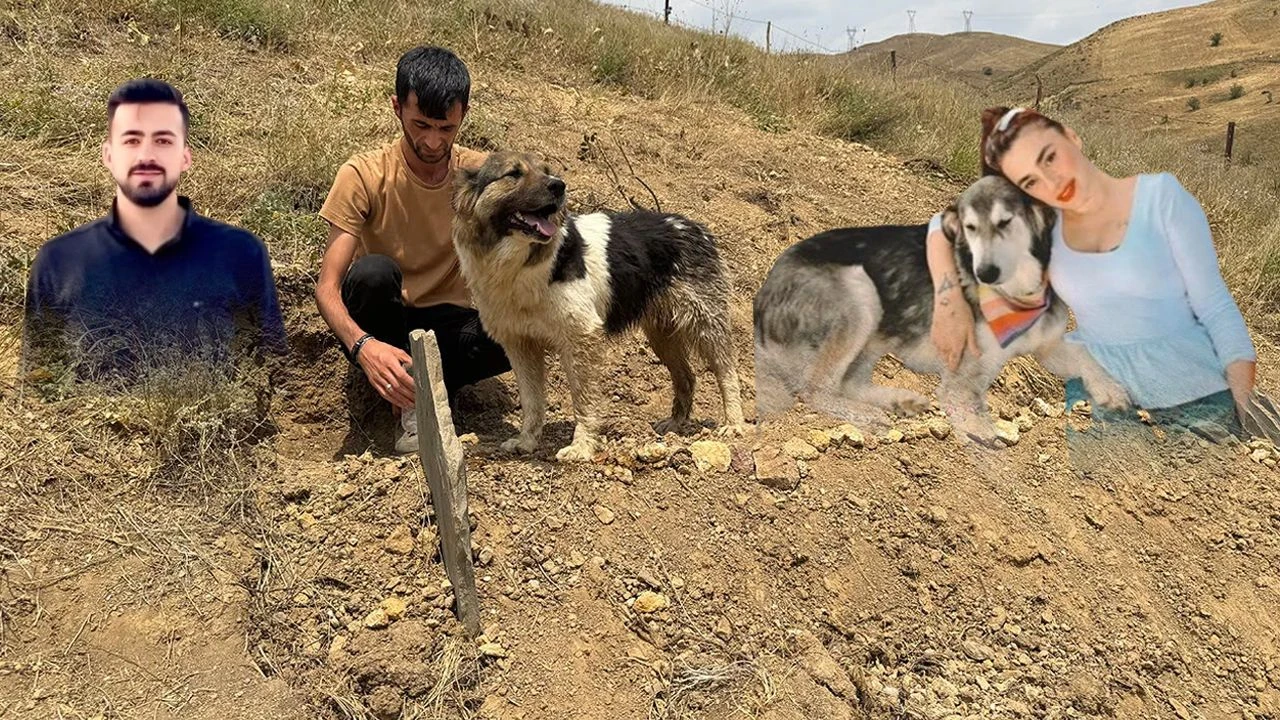 Yüksekova’da sahibinin mezarından ayrılmayan köpeği ünlü sanatçı sahiplendi