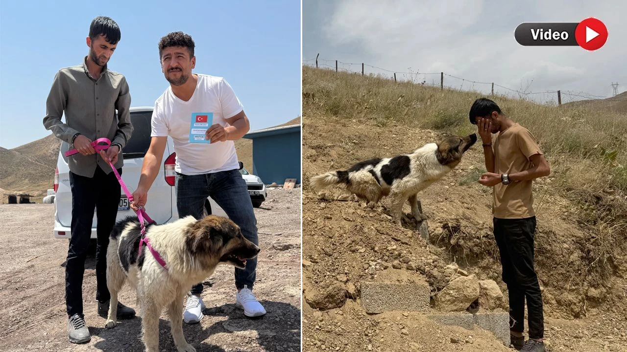 Yüksekova’da Esener Ailesi Sadık Köpeği Ceylan Ertem’e Teslim Etti