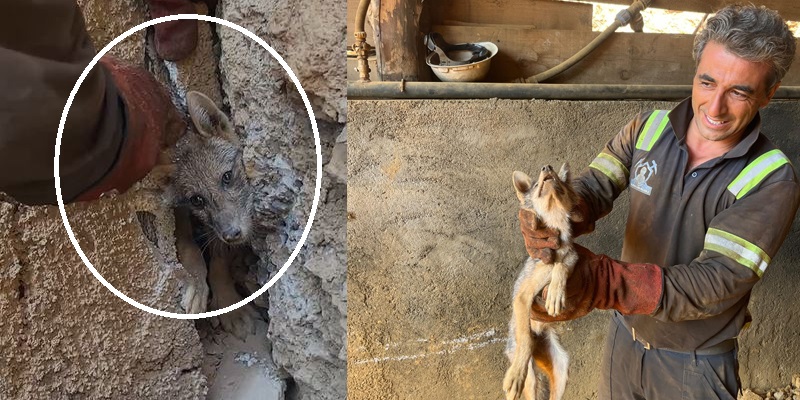 Hakkari’de Maden İşçileri Mağaraya Sıkışan Tilkiyi Hayata Döndürdüler