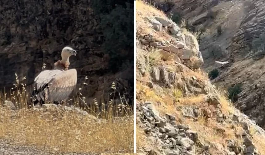 Hakkâri’de Nadir Ziyaretçi: Akbaba Yakından Görüntülendi