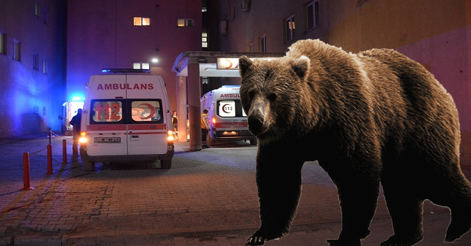 Hakkari’de Ayı Saldırısı: Bir Kişi Yaralı