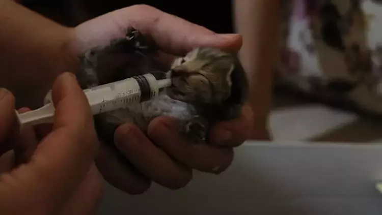 Hakkari'de Hayvan Katliamı: Zehirlenmiş 18 Hayvan Ölü Bulundu