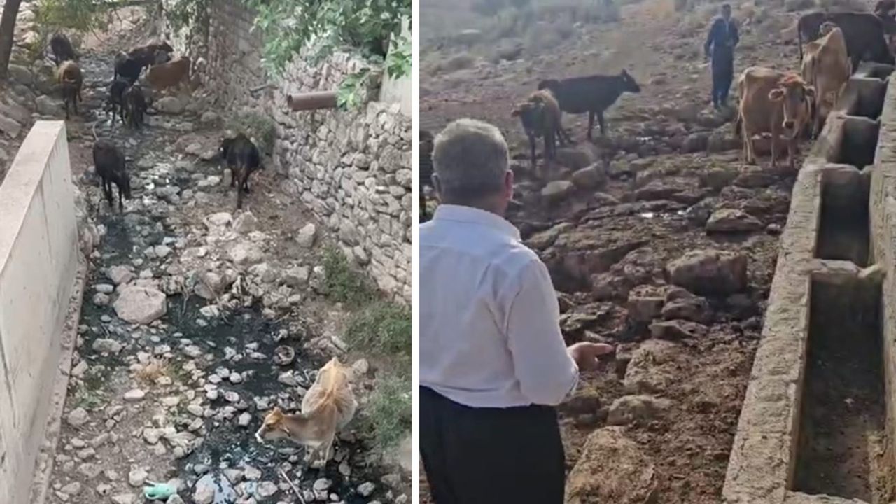 Şemdinli'de Hayvanlar Susuzlukla Boğuşuyor: Köylüler Yardım Bekliyor