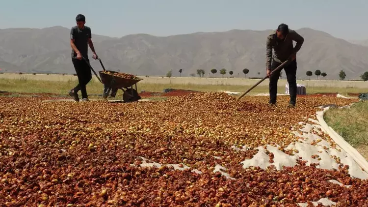 Yüksekova'da ekşi elma mesaisi