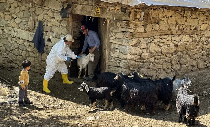 Şap Tehdidi Geçti: Hakkari’de Yasaklar Sona Erdi