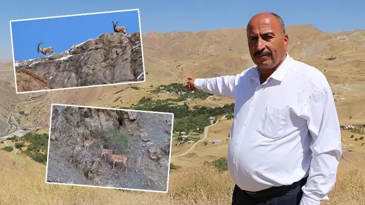 Hakkari'de, köylülerden dağ keçilerine gönüllü koruma
