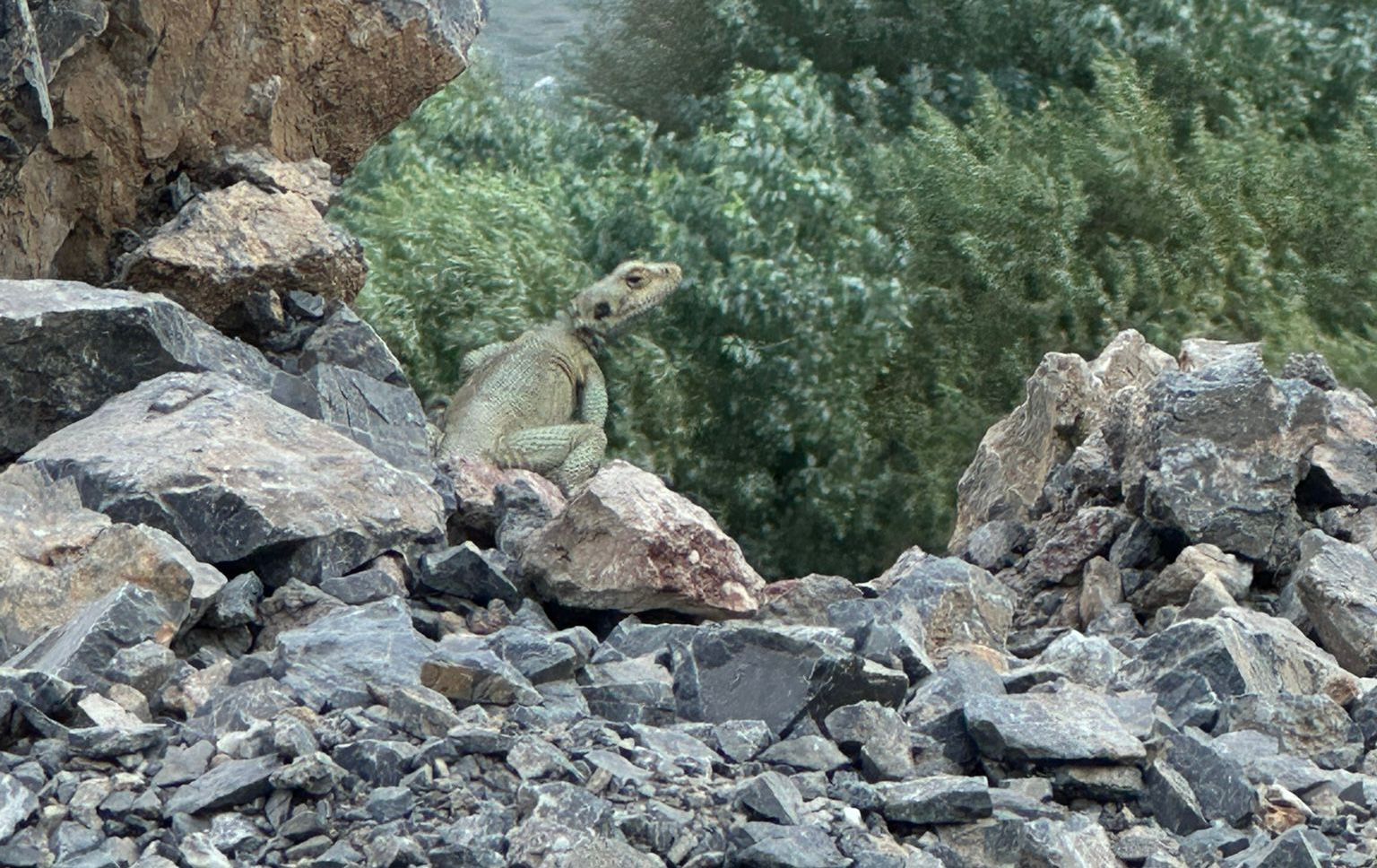 Hakkâri’de nadir kertenkele türü görüntülendi