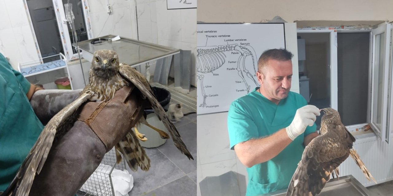 Hakkari’de Yaralı Şahin Tedavi Edilerek Doğaya Salındı