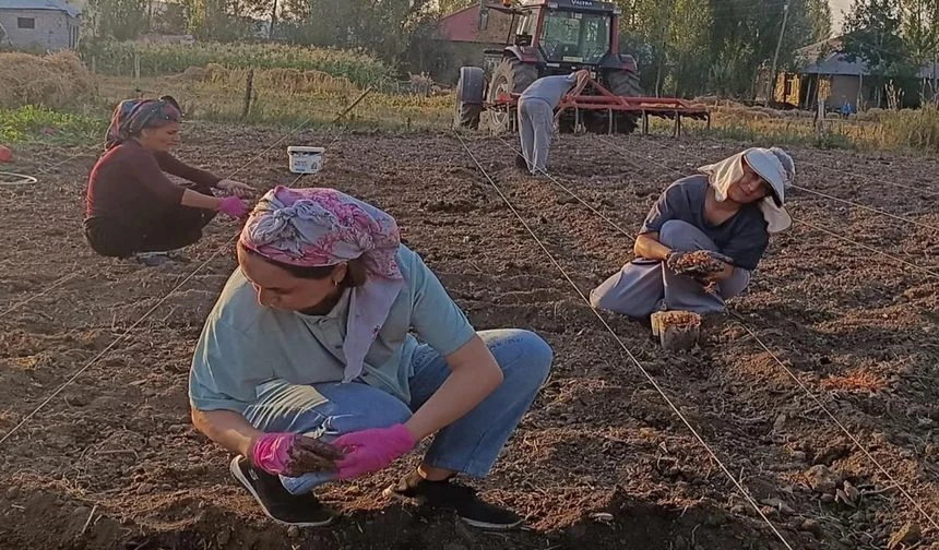 Yüksekova'da safran toprakla buluştu