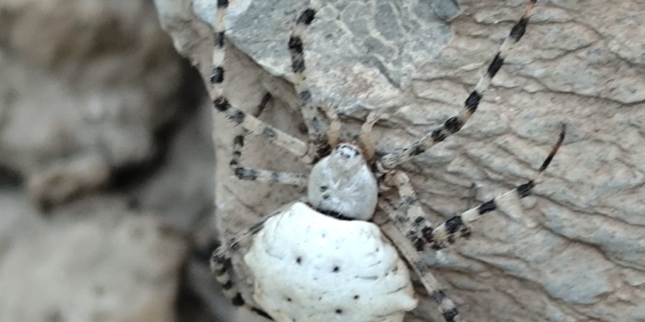 Hakkari’de dünyanın en zehirli örümceği bulundu