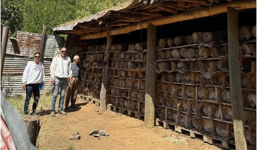 Yüksekova’da Arılı Kovan Tespit Çalışması Başladı