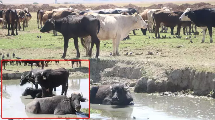Manda yetiştiriciliği yeniden geçim kaynağı oldu