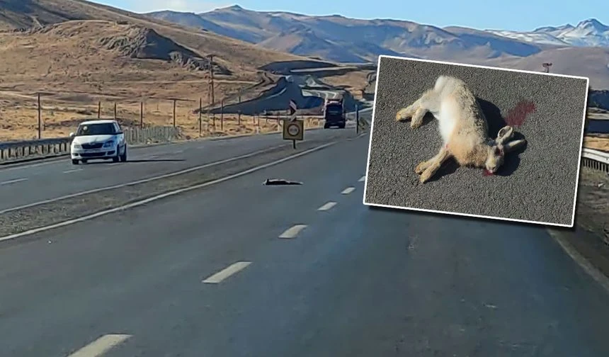 Hakkari-Van karayolunda Acı Manzara: Tilki, Kartal ve Tavşan Can Verdi