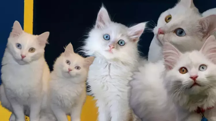 Van'da Kedi Villası'nda doğum sezonu tamamlandı