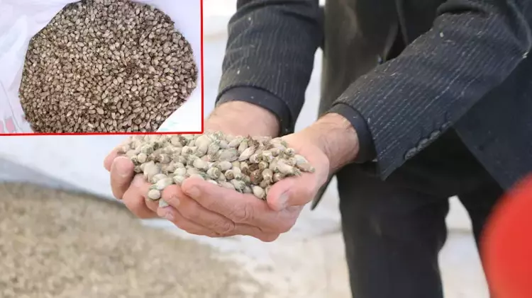 Yüksekova'dan Irak'a 'kenger çekirdeği' ihraç ediyor