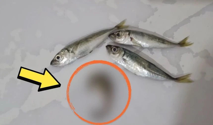 Hakkari'de Balıkların Arasında Şaşırtan Canlı!