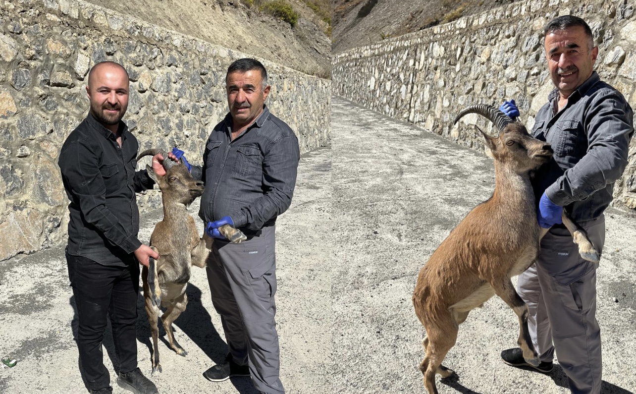 Hakkari'de Yorgun Halde Bulunan Dağ Keçisi Tedavi Altına Alındı