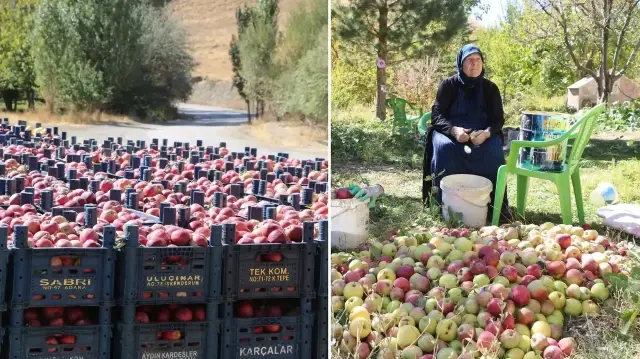 25 yıllık bahçesinden 200 ton elma hasadı yaptı