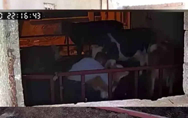 Ahırda büyük rezillik: Kameralar her şeyi kaydetti