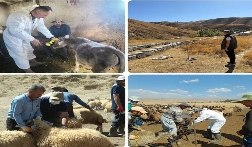 Tarım Müdürlüğü’nden Yüksekova’da Hayvan Sağlığı Seferberliği