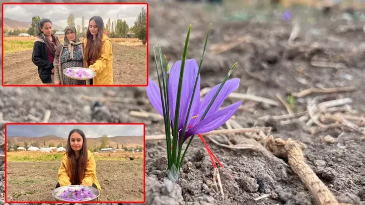 Hakkari'de ilk kez ekilen safranın hasadı yapılacak