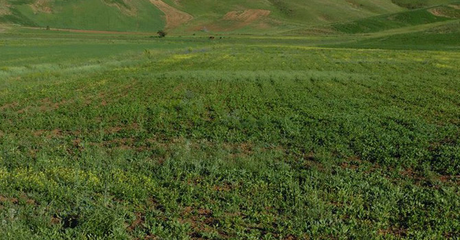 Yüksekova’da ekilen Aspir tohumu çiçeklenmeye başladı