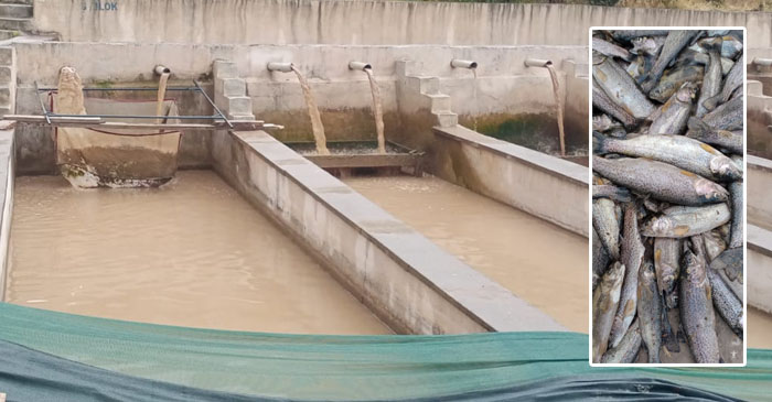 4 Ailenin Geçim Kaynağı Yok Oldu: Hakkâri’de Balık Tesisi Felaketi