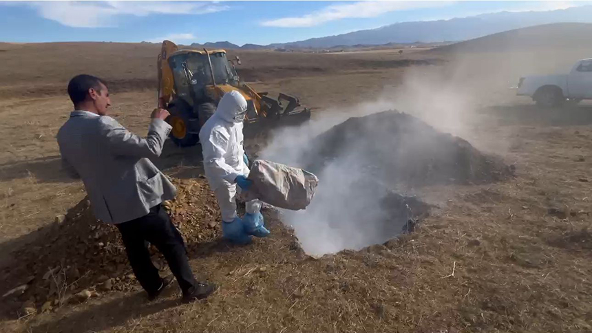Hakkari’de Kuş Gribi Operasyonu: 300 Kanatlı Hayvanın Akıbeti Tartışma Yarattı