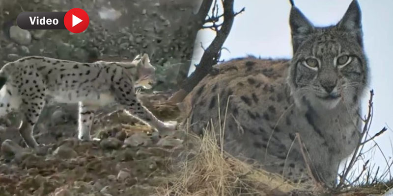 Hakkari'de Nesli Tehlike Altındaki Vaşak Görüntülendi