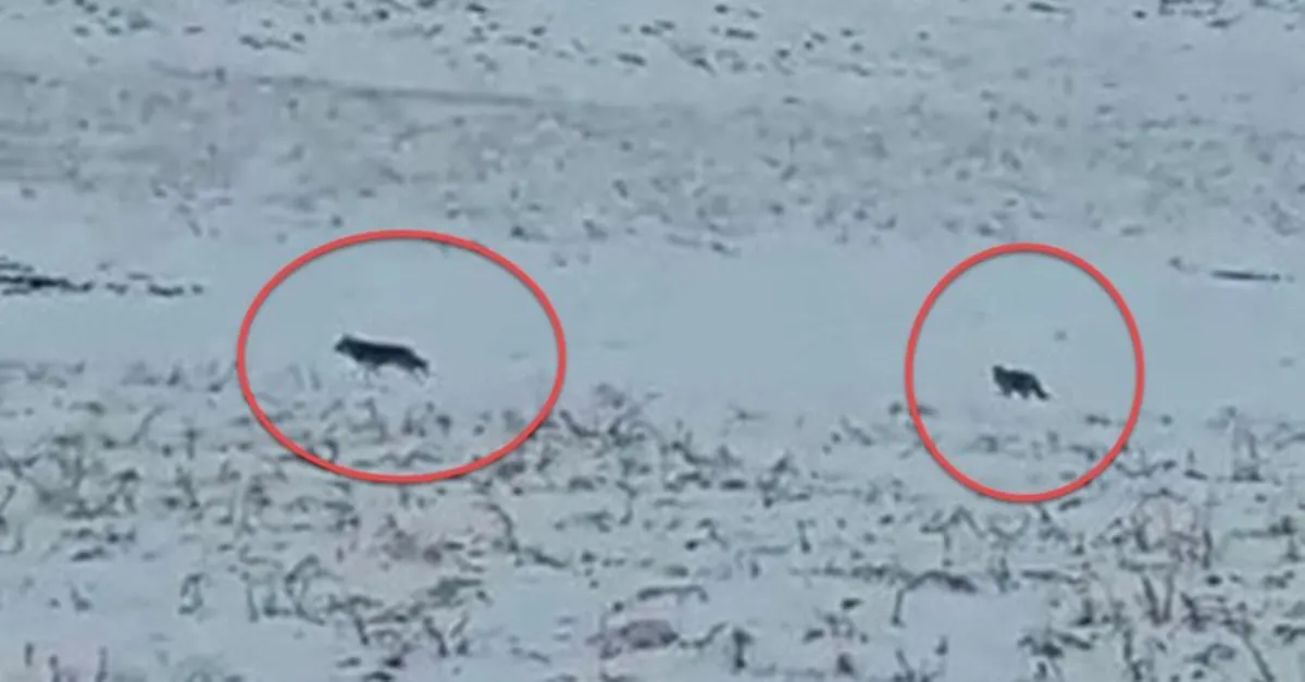 Hakkari’de Kurt sürüsü görüntülendi! (VİDEO)