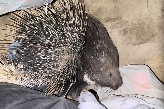 Yüksekova'da Hint oklu kirpi görüntülendi