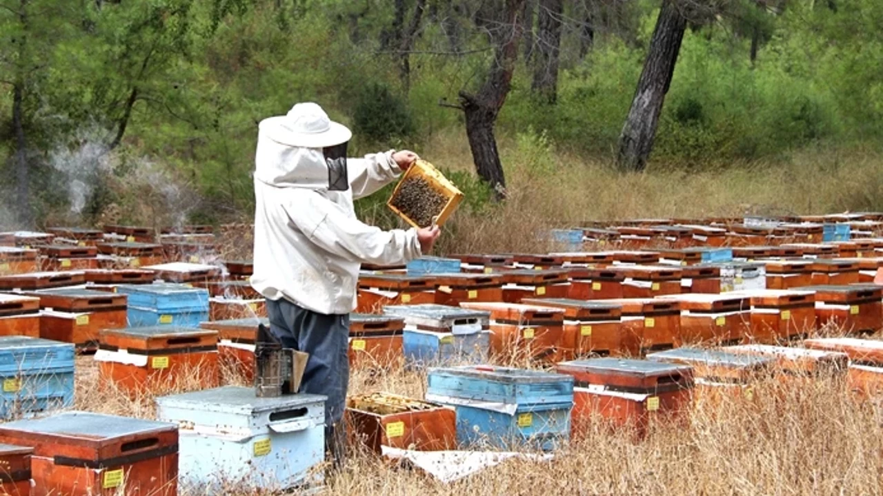 Hakkari’de Yıllık Bal Üretimi Bin 200 Tonu Aştı!