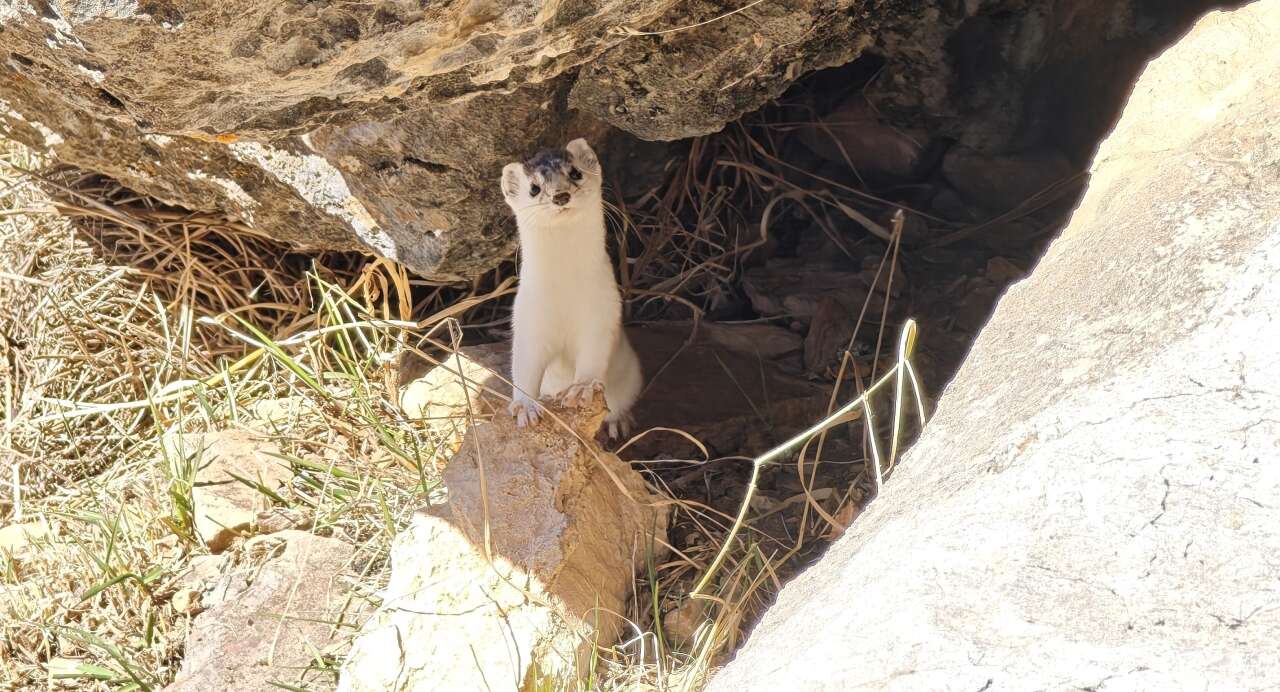 Hakkari'de Tırmanış sırasında sürpriz karşılaşma: Dağcılar gelinciği kayda aldı