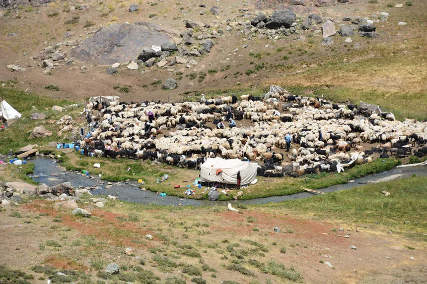 ‘Tedbir alınmazsa 10 yıl sonra çoban bulmakta zorlanacağız’