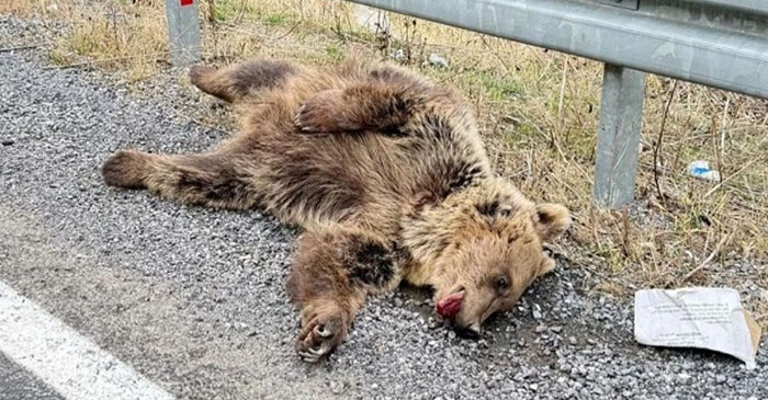 Hakkari'de Aracın Çarptığı Ayı Telef Oldu