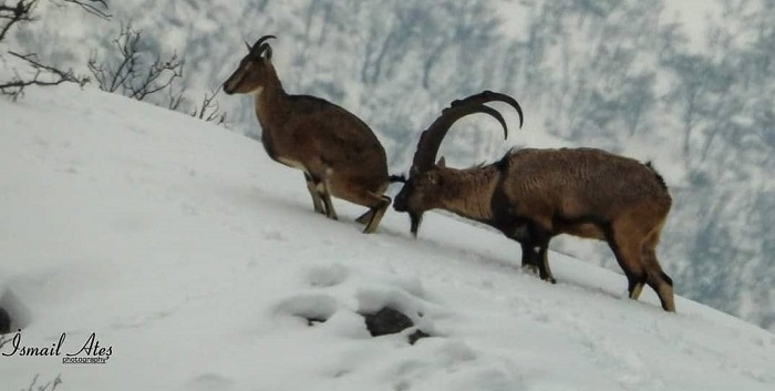 'Korucular uzun namlulu silahlarla 36 dağ keçisini öldürdü’ iddiası!