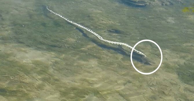 Hakkari'de Yılanın Balık Avı Kamerada