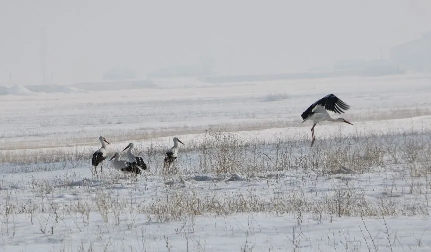Yüksekova’da 23 yıldır göç etmeyen leyleklere yenileri eklendi