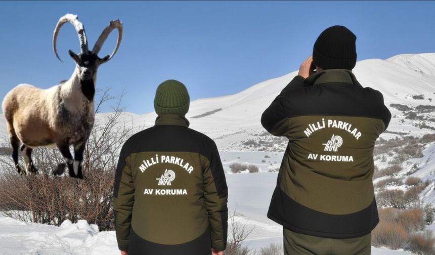 Hakkâri’de Yaban Keçisi Vuran Şahsa Rekor Ceza