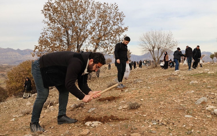 Yüzlerce kişi Cudi Dağı eteklerine meşe palamudu ekti