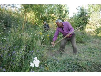 Hakkarili Çiftçiler Kavurucu Sıcaklarda Ot Biçiyor