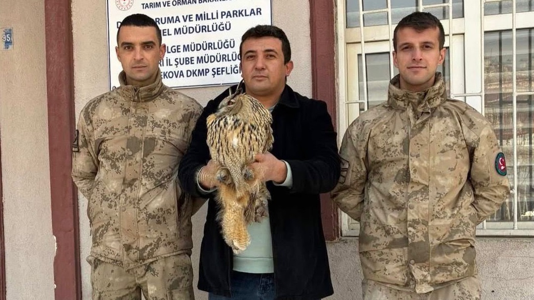 Hakkari'de yaralı Boynuzlu Baykuş Kurtarıldı