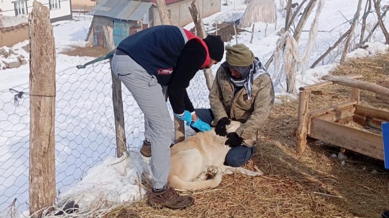 Hakkari'de Kedi ve Köpekler Artık Takip Altında