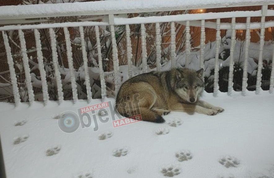 Balkonda vahşi Kurt Şoku: Hakkari’de Tedirgin Eden Anlar