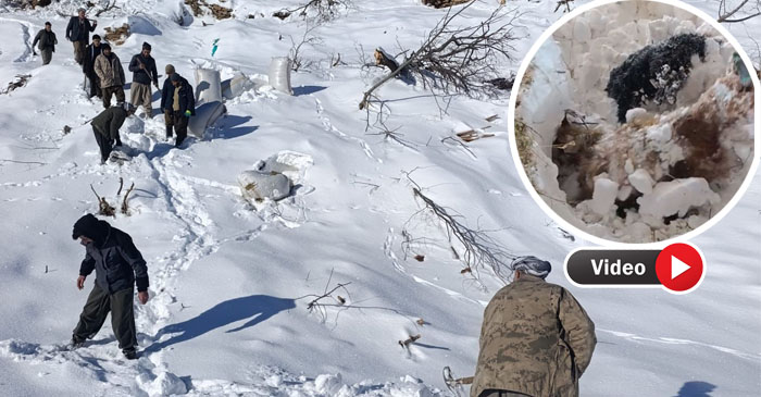 Hakkari’de Çığ Altında Can Arıyorlar