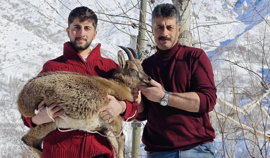 Hakkari'de duyarlılık örneği: Yavru dağ keçisini hayata bağladılar