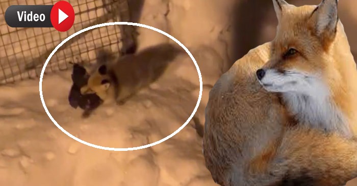 Hakkari'de Tilkinin Tavuk hırsızlığı kamerada!