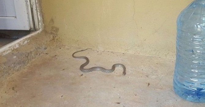 Şemdinli'de Çocuğun Ağlaması Aileyi Kurtardı